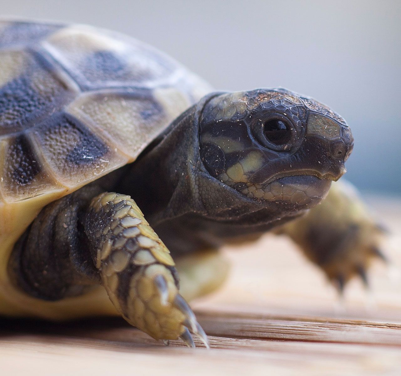 What To Feed Your Turtle or Tortoise Basics Guides PetSmart