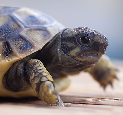 A Set-up Guide for new Tortoise Parents