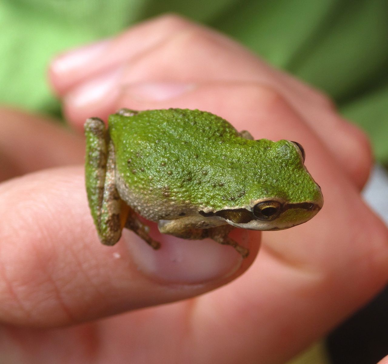 A Set-up Guide for Your New Tree Frog