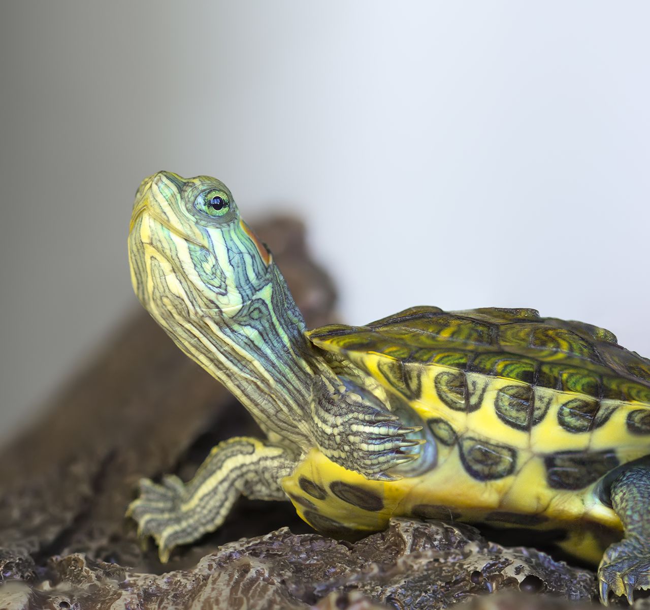 How to Clean a Turtle Tank or Tortoise Habitat | PetSmart