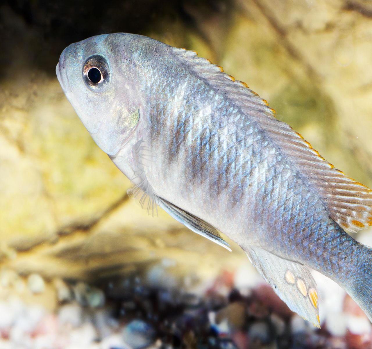 A Set-up Guide for Your New African Cichlid