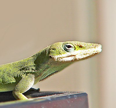 Anole Care Guide