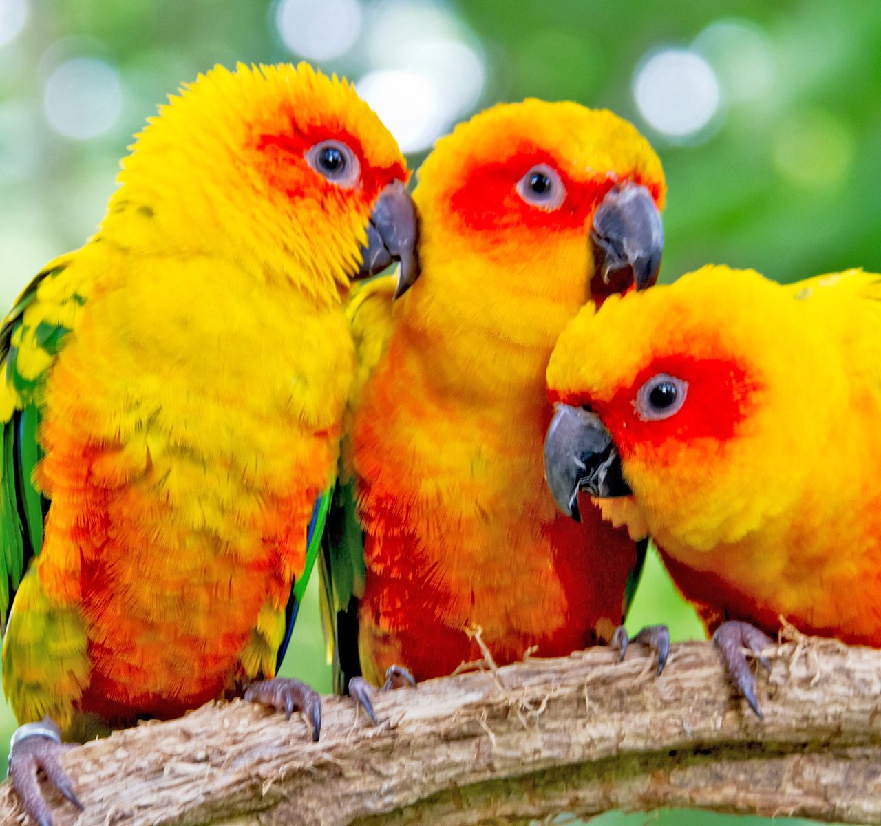 Bird store heater petsmart