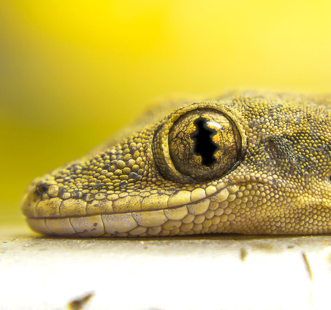 A Set-up Guide for Your New Crocodile Gecko