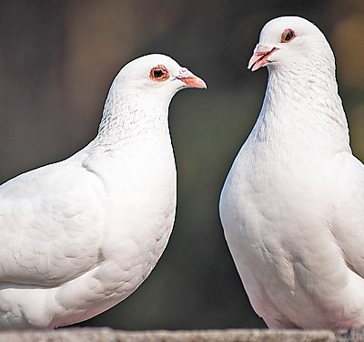 A Set-up Guide for New Dove Pet Parents