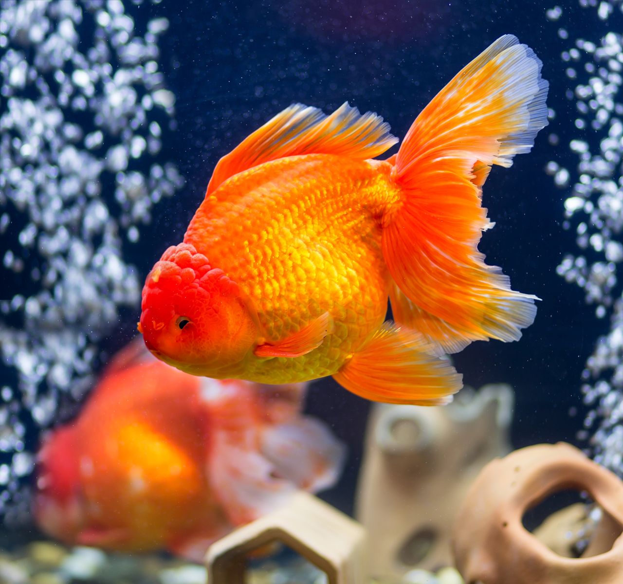 tropical fish care guides