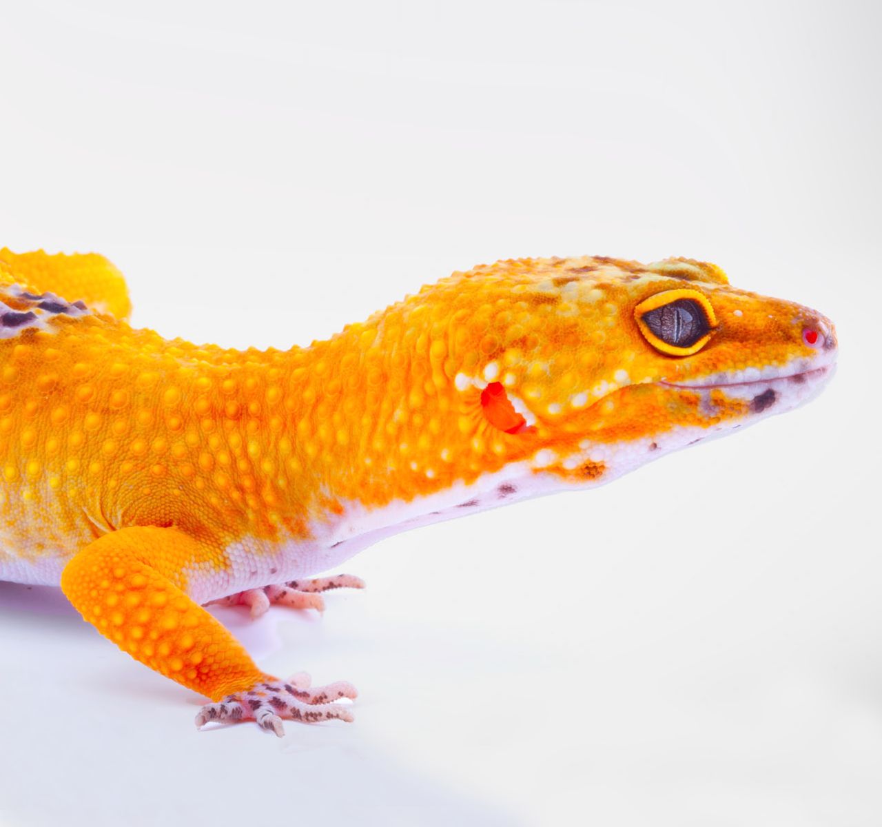 Reptile Care Guides | PetSmart