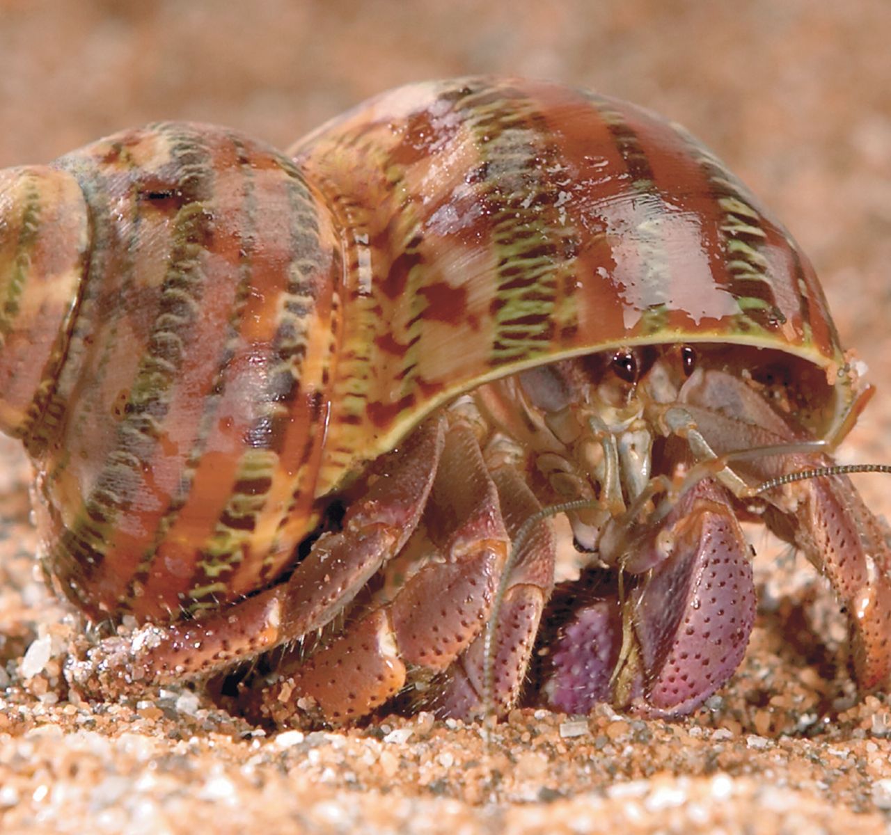 Hermit Crab Care Guide