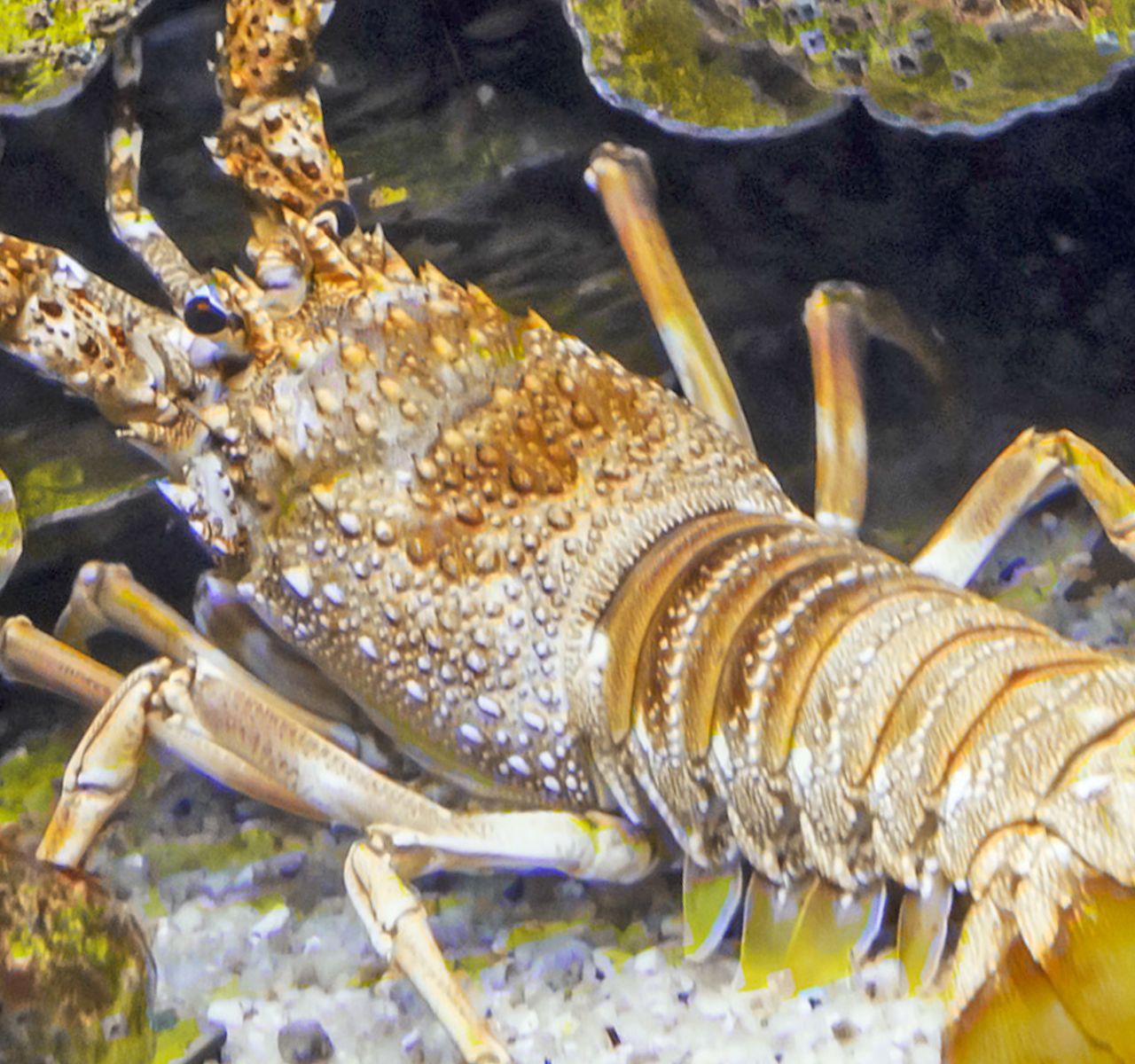 Hermit crab shop food petsmart