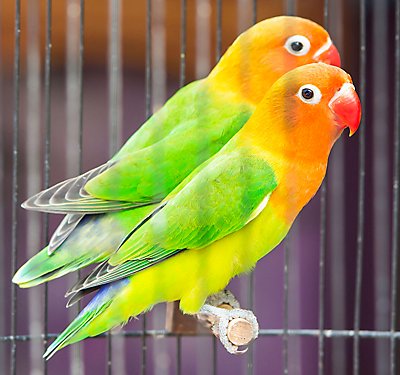 A Set-up Guide for New Lovebird Parents