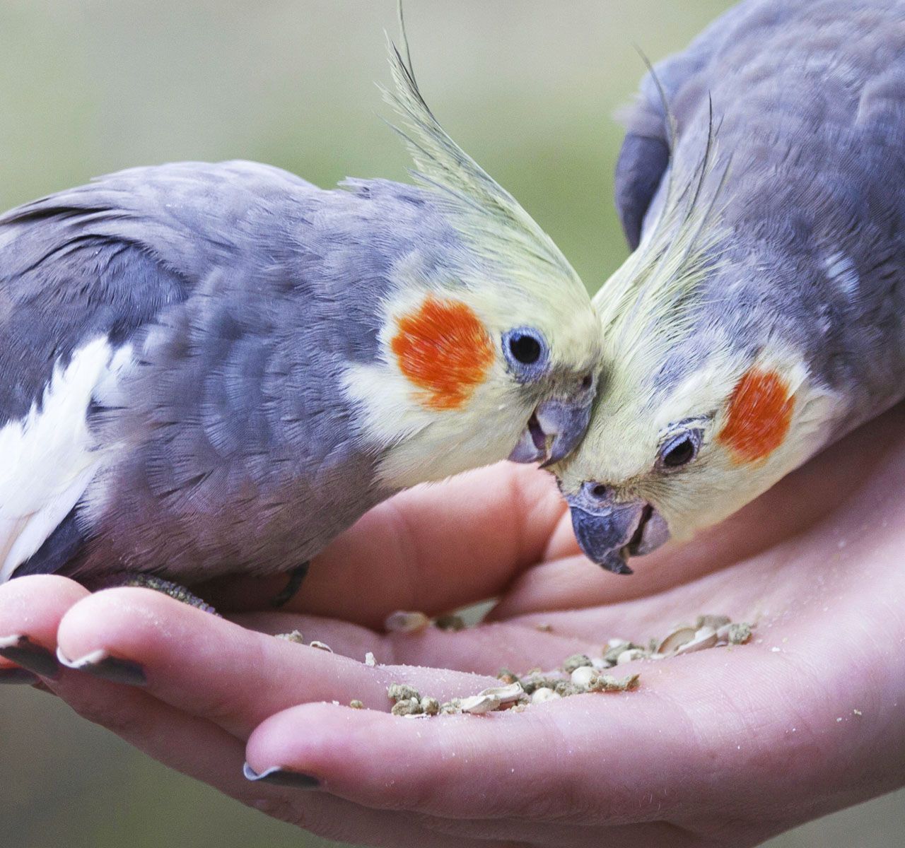 Cockatiel petsmart outlet