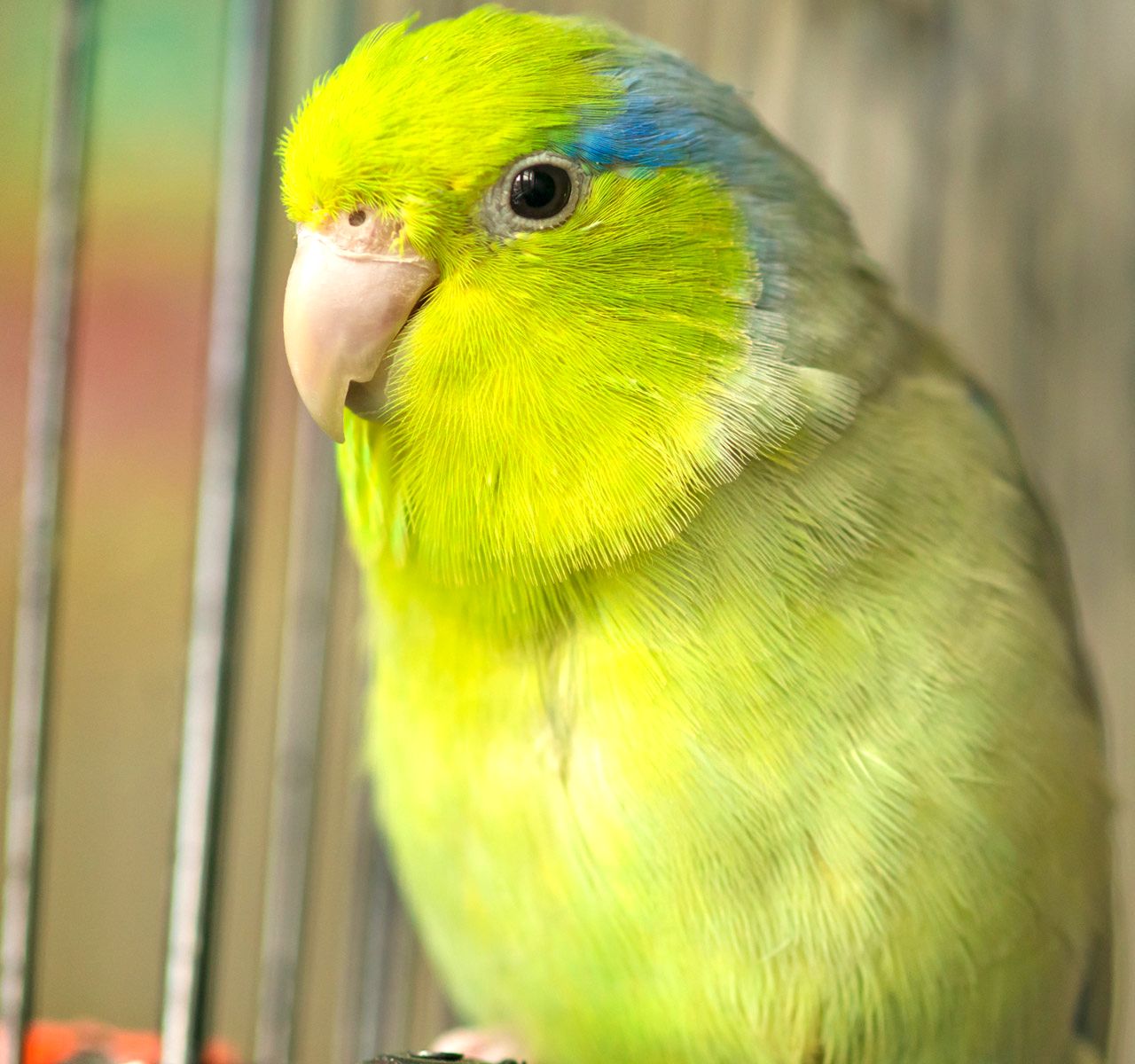 Bird Care Guides | PetSmart