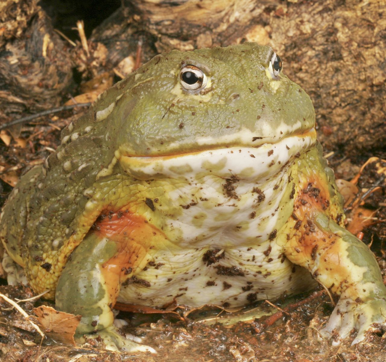 Frog store cages petsmart