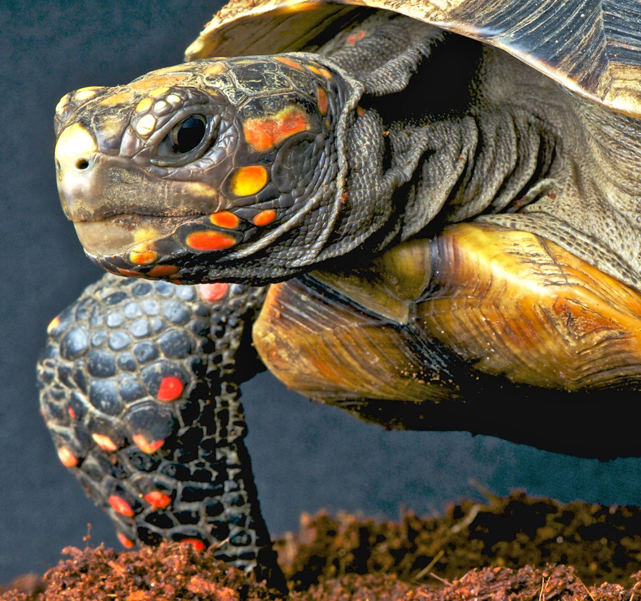 A Set-up Guide for New Red Foot Tortoise