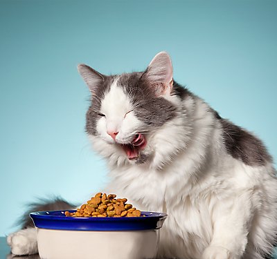 Does My Cat Need a Limited Ingredient Diet?