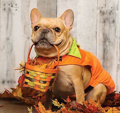 Pet Costumes: A Trend of Cuteness