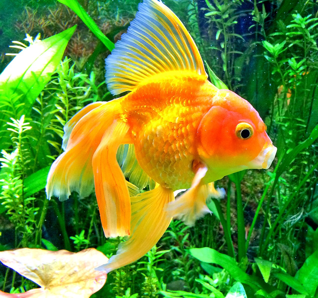 Fish Goals: How to Create the Aquarium of Your Dreams at PetSmart