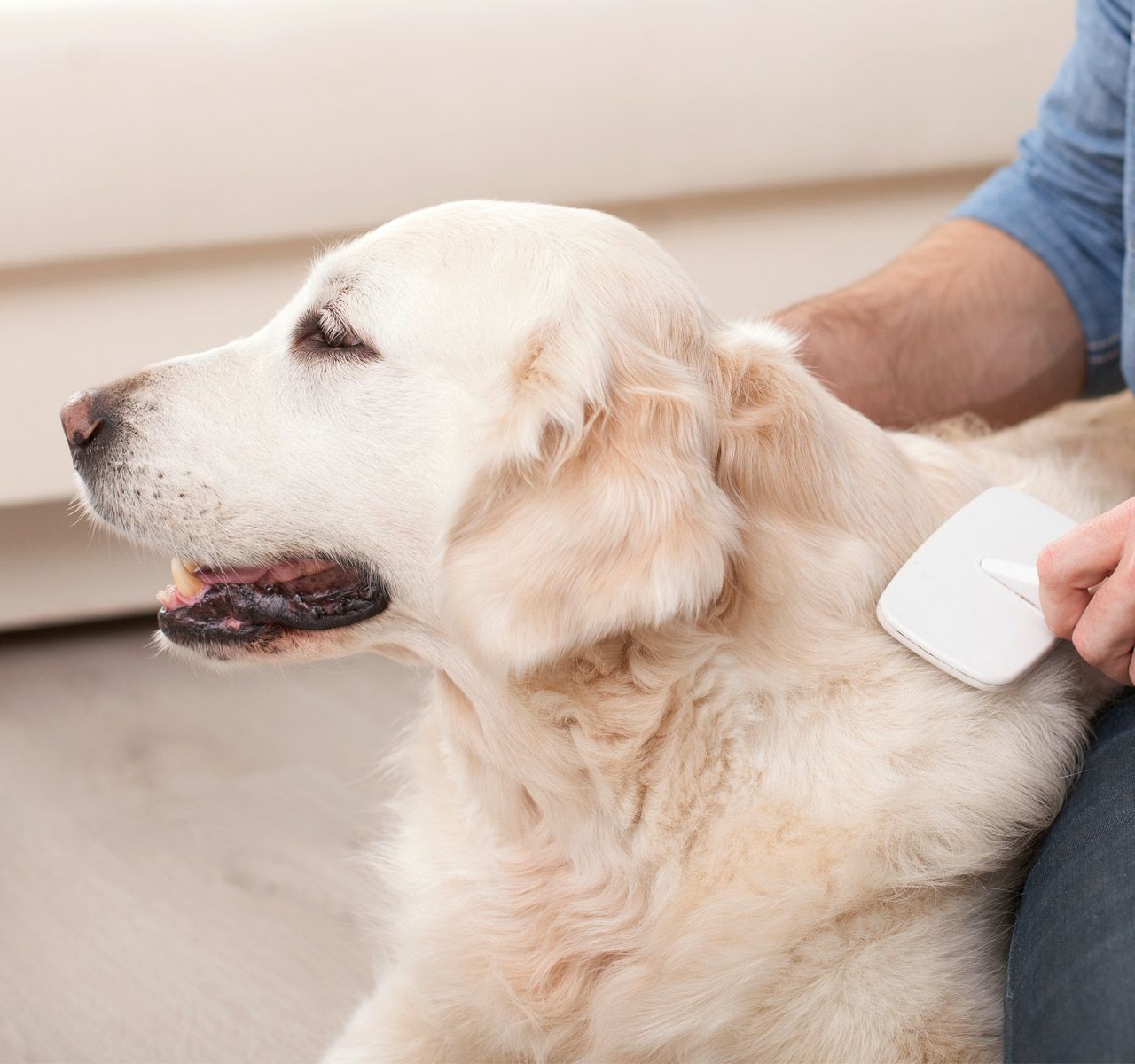 Detangling dog clearance hair