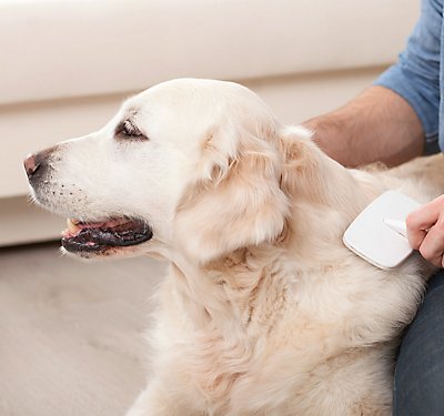 The Art of Grooming Your Dog
