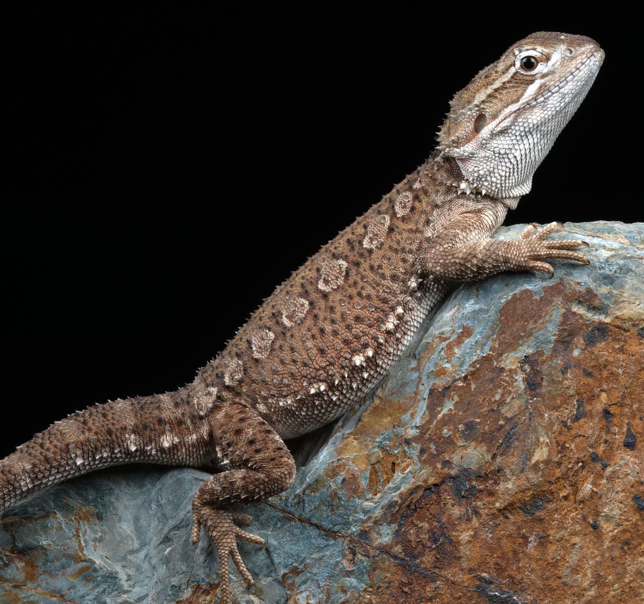 Here's How To Care For Your Beloved Bearded Dragon – The Critter Depot