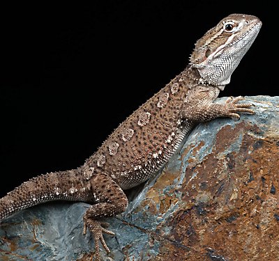 How to Handle a Bearded Dragon: Do’s and Don’ts