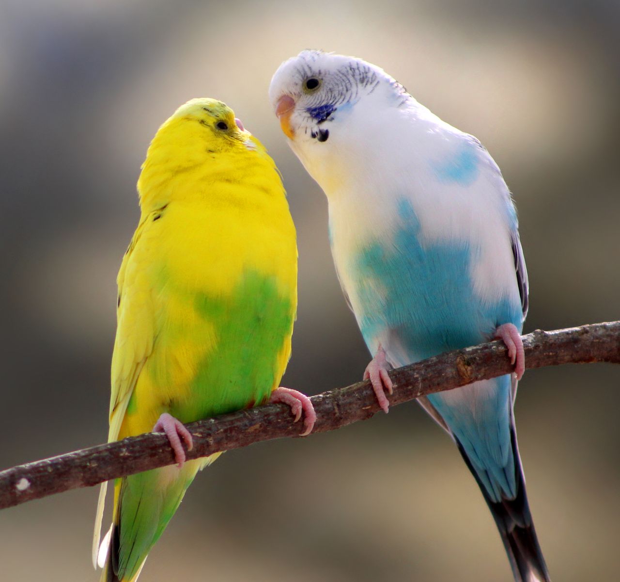 Petsmart lovebirds 2025