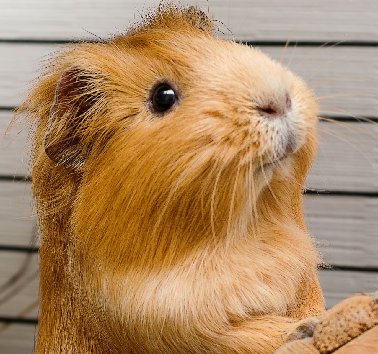 guinea pig cost