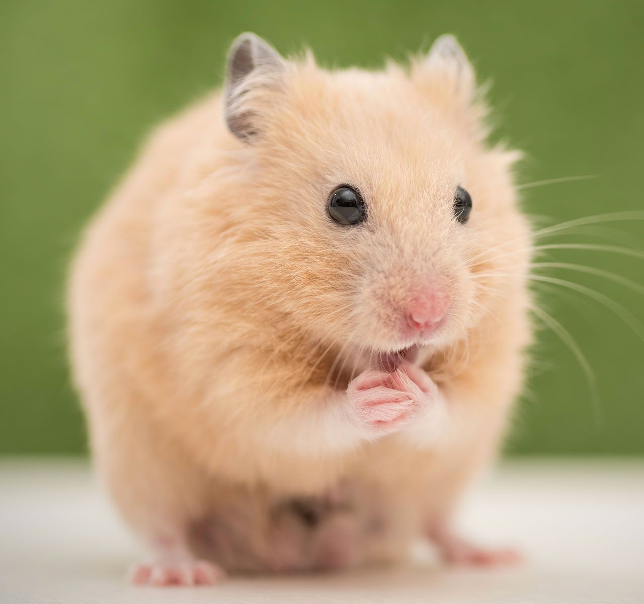 different types of hamsters for pets