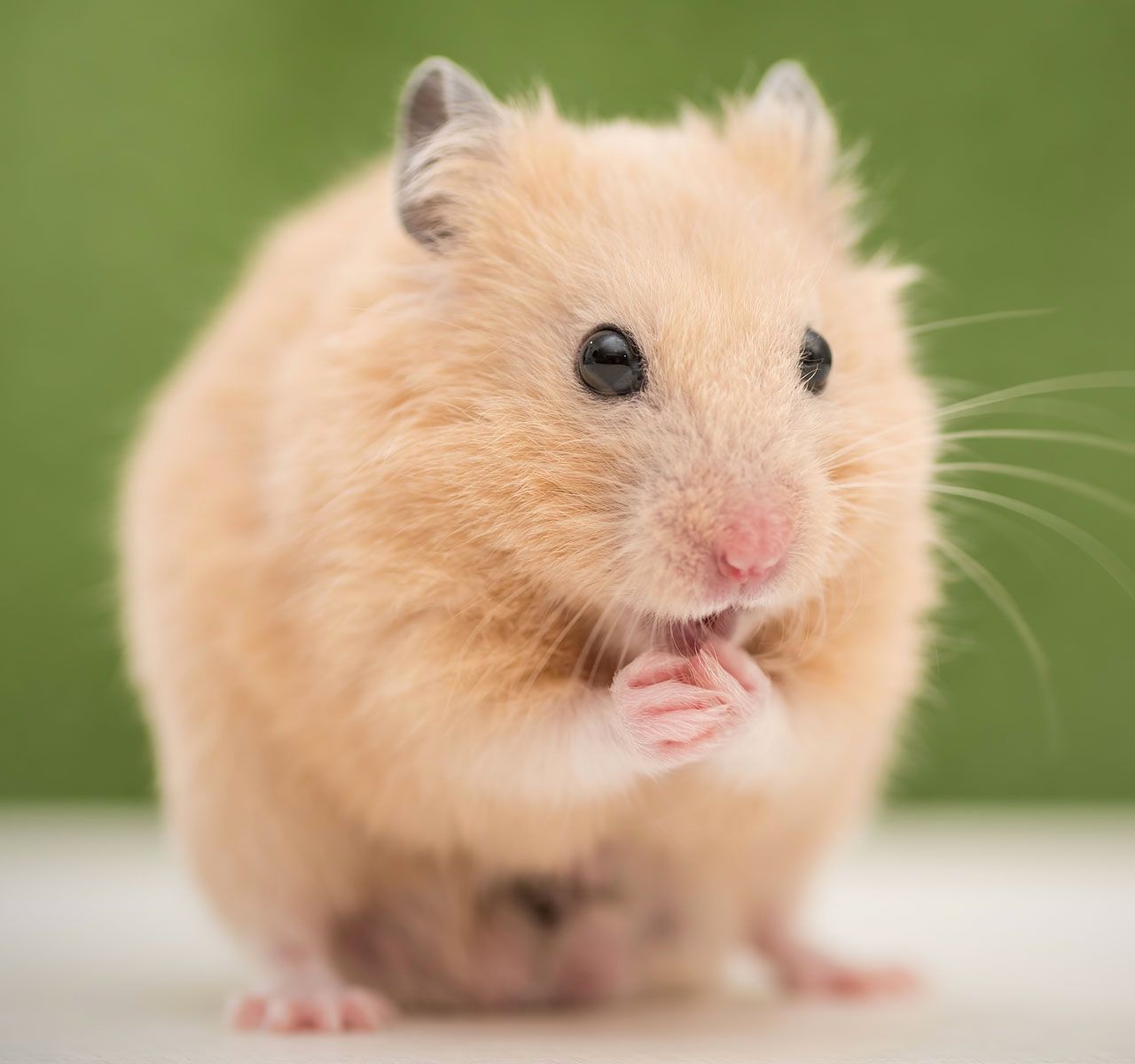 5 Types of Dwarf Hamster Breeds