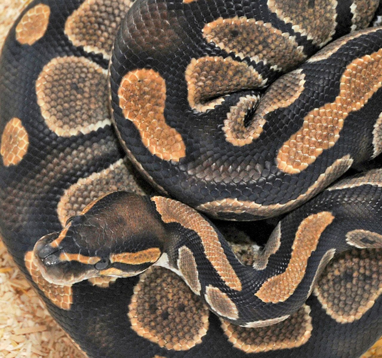 Snakes' Vision Sharpens When They're Under Stress, Smart News