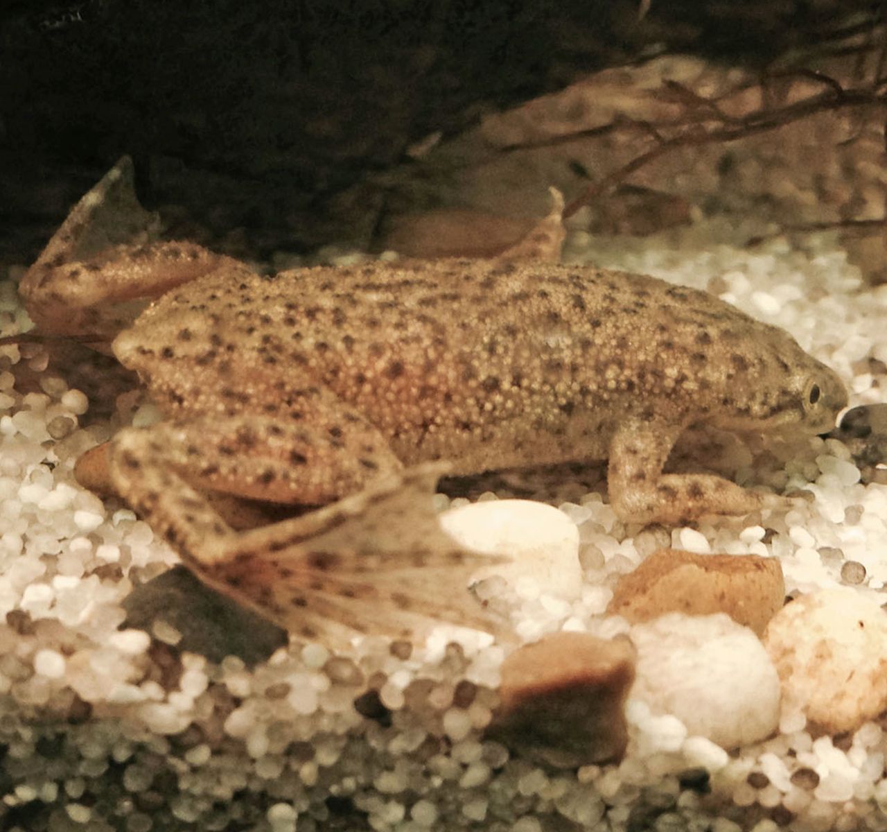 African dwarf frog outlet food petsmart