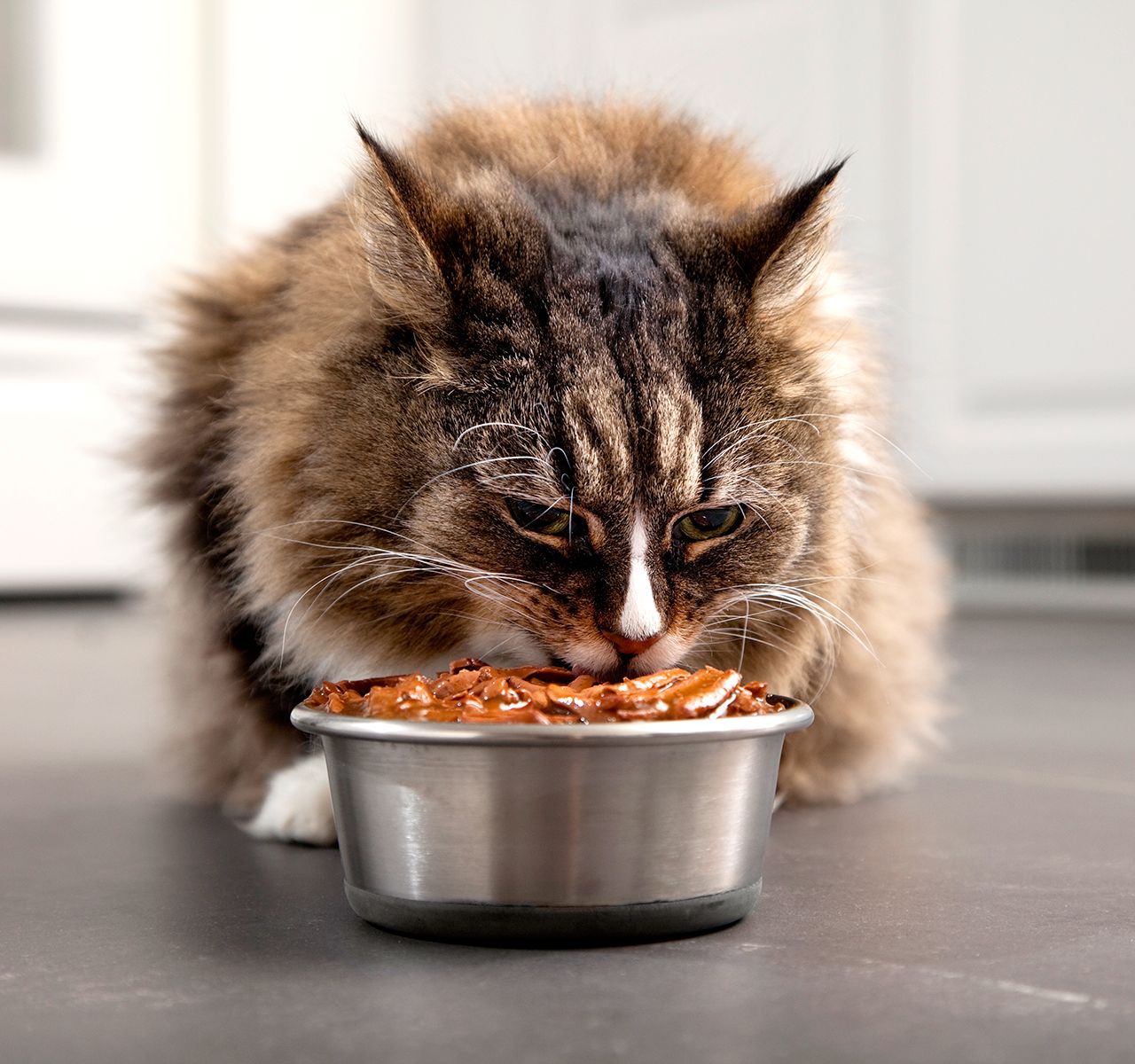 How to Read a Cat Food Label