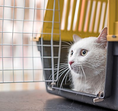 What Kind of Cat Carrier Should I Buy?