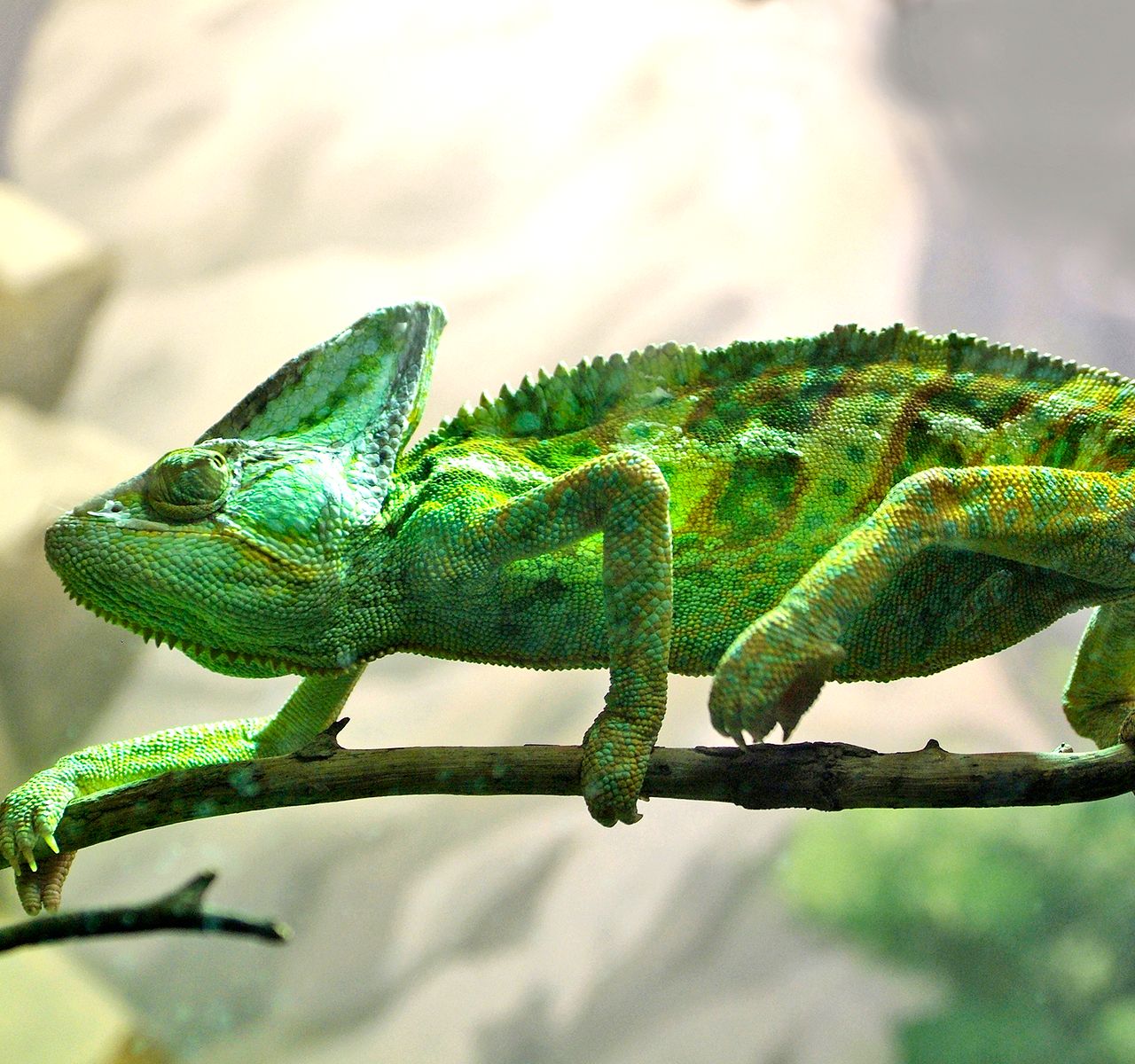 Chameleon Care Guide