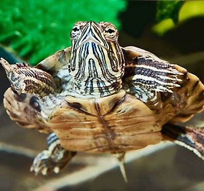 Cleaning Your Tortoise or Turtle's Habitat