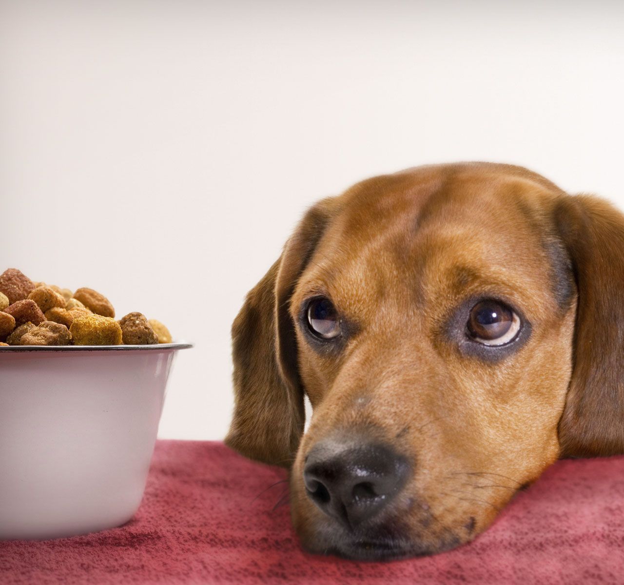 Best dog food sold clearance at petsmart