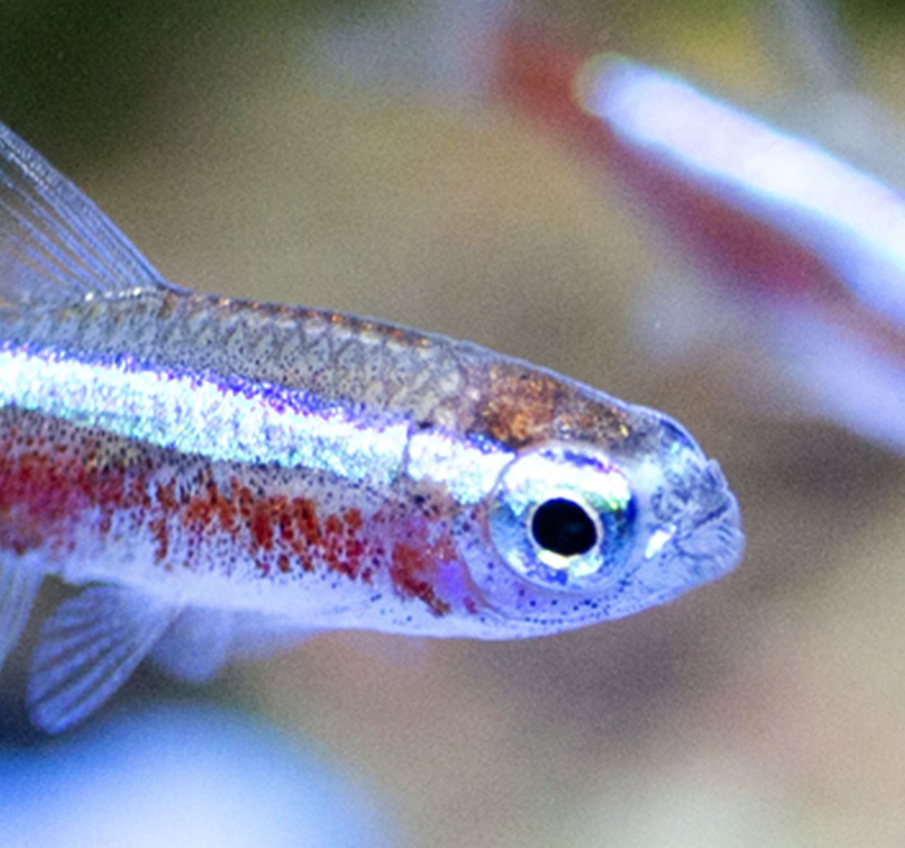 New Pet Guides: Freshwater Fish