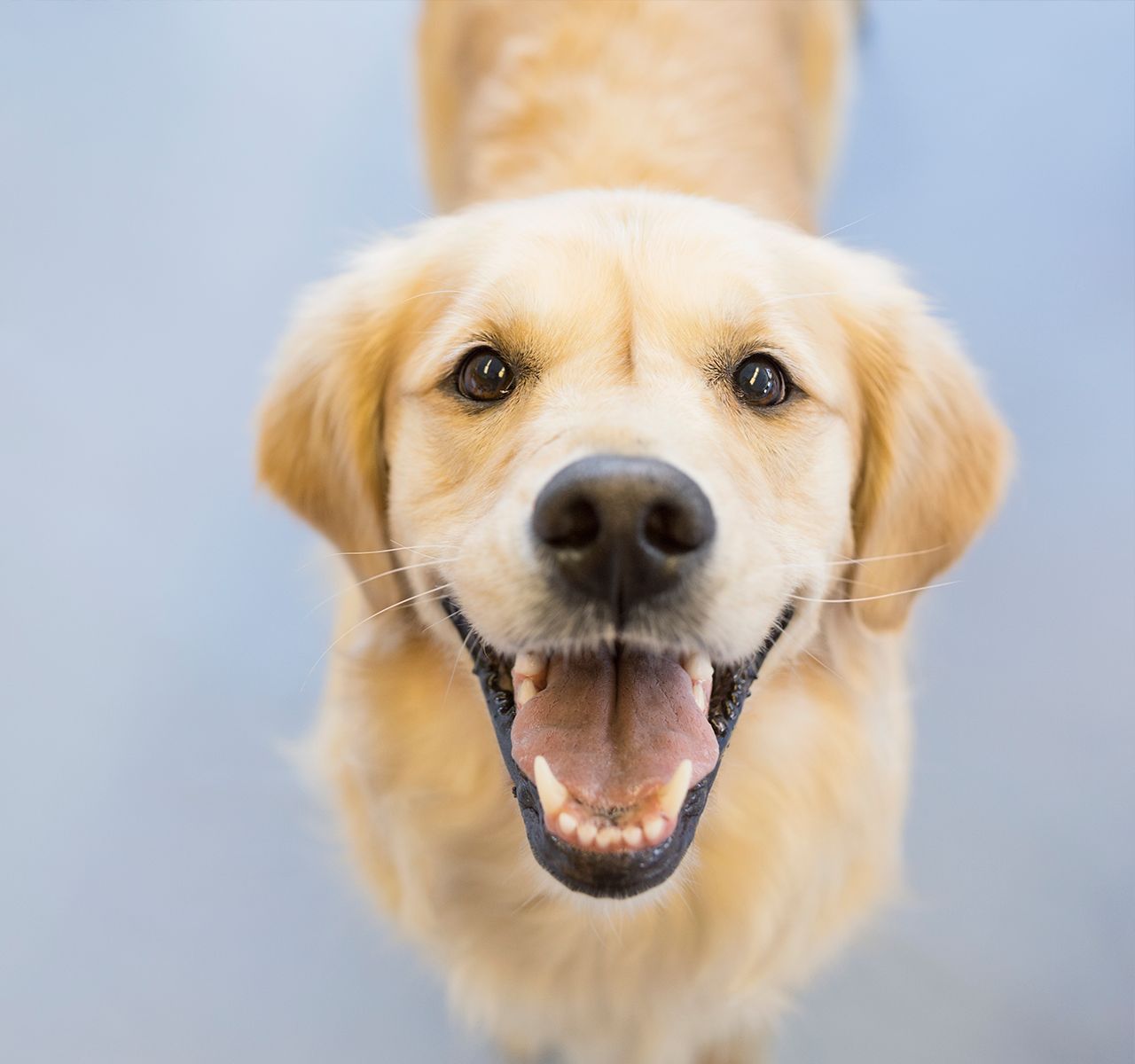 Virtual Dog Training  PetSmart Pet Services