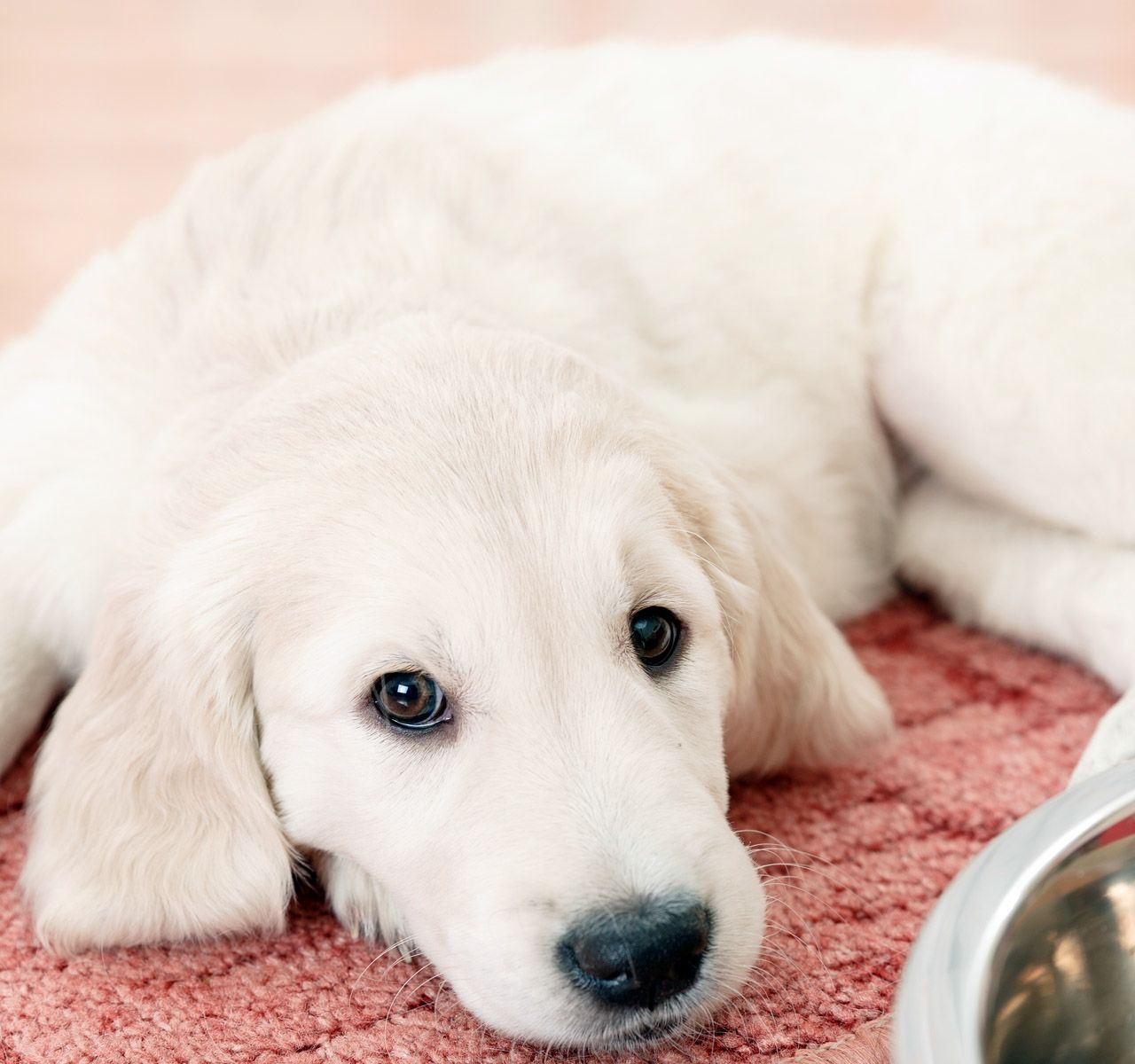 Should I Give My Dog Wet Food?