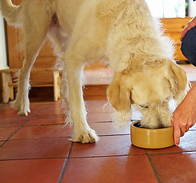 Does My Dog Have a Food Intolerance?