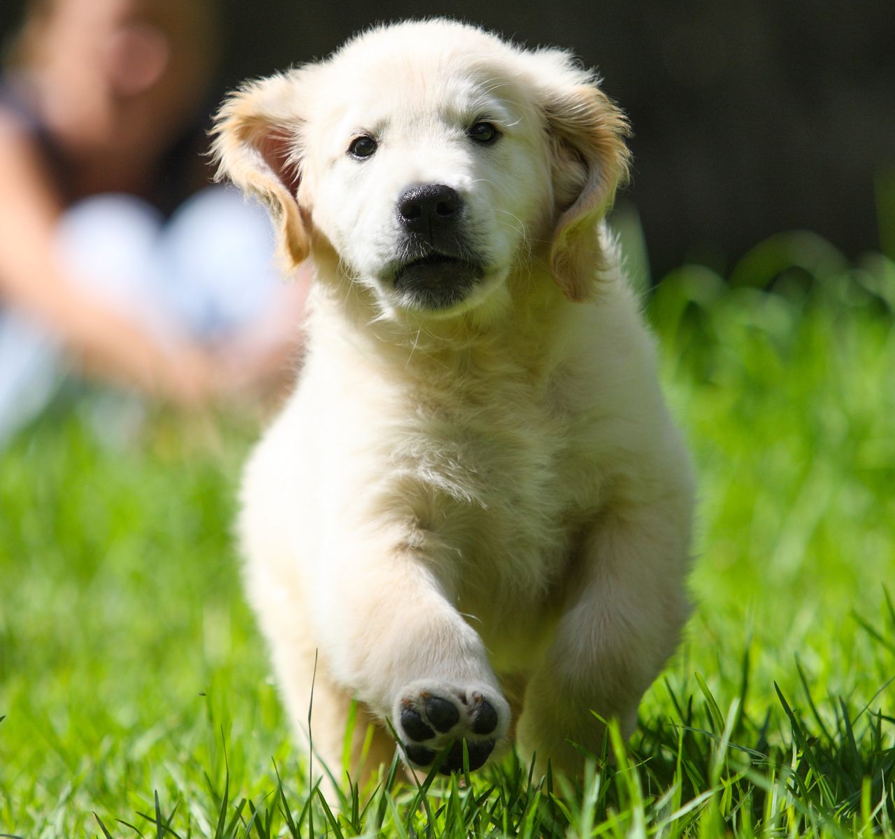 Dog Park Etiquette and Tips for Public Play