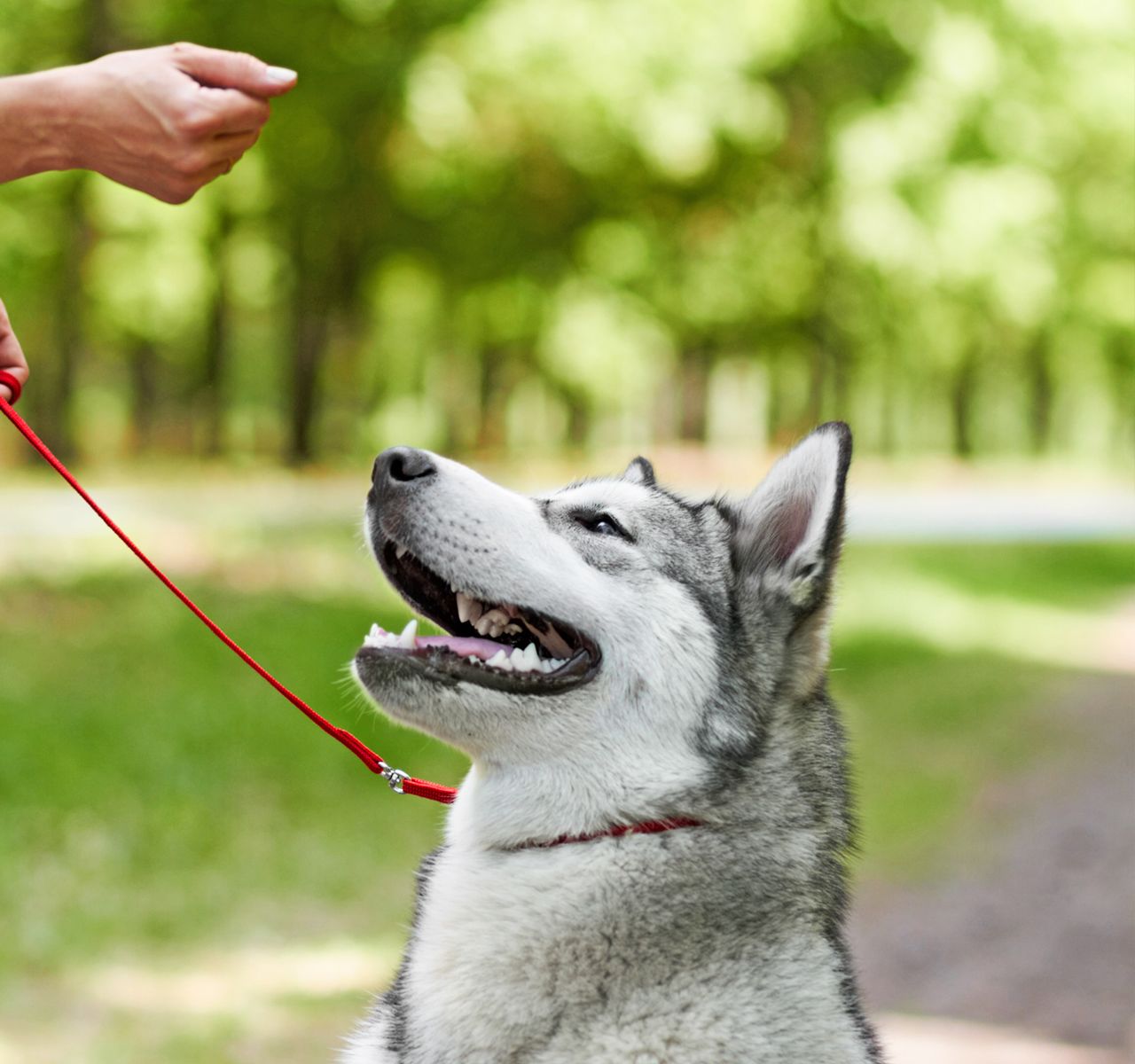 Petsmart dog outlet barking zapper