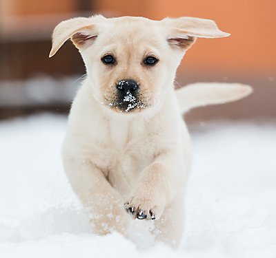 Protect your pet from the extreme cold