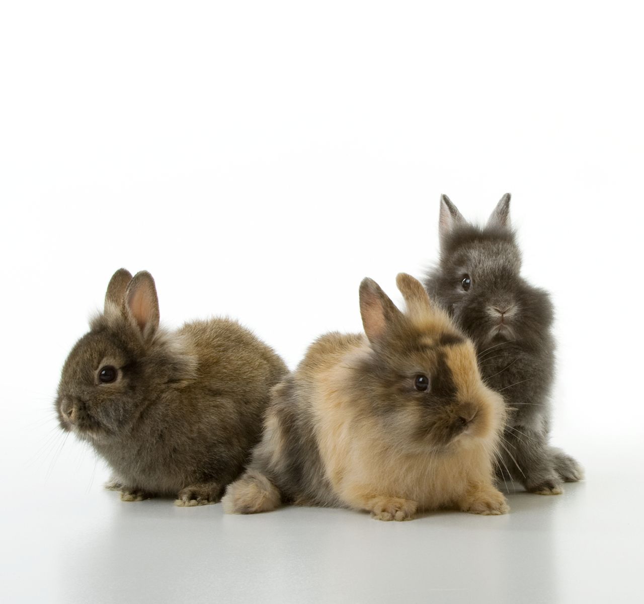 Long haired best sale syrian hamster petsmart