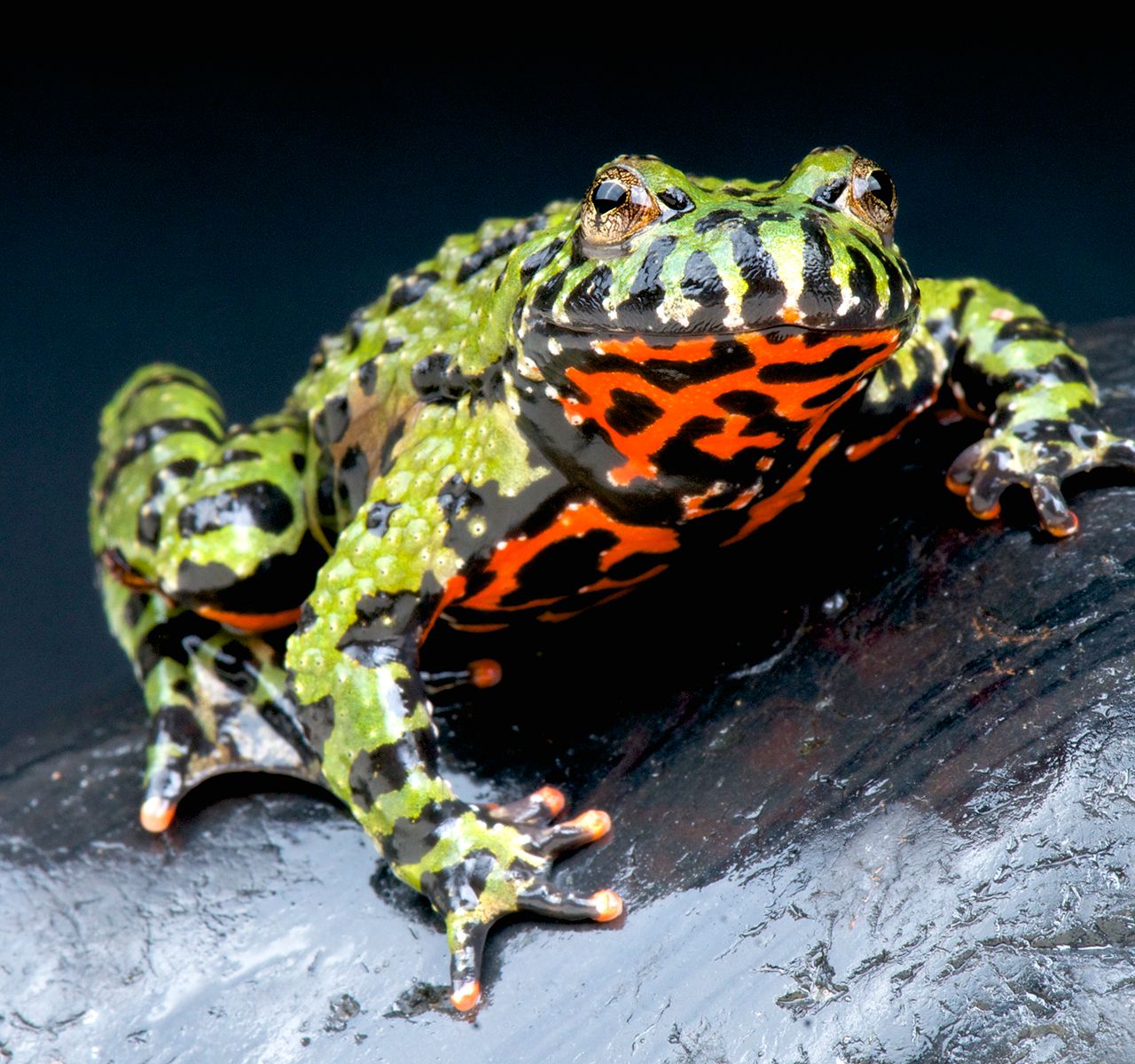 Fire Belly Toad Care Guide