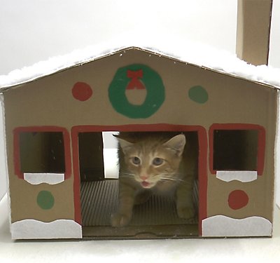 Gingerbread House for Cats