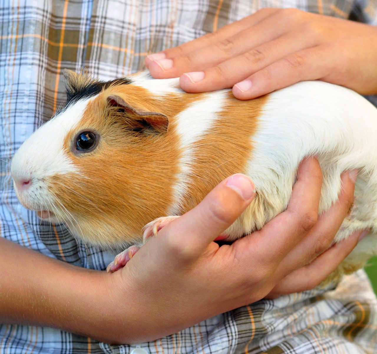 Guinea Pigs and Kids