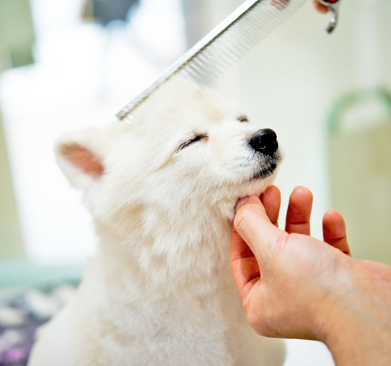 Hair of the Dog: How to Detangle Your Dog's Matted Coat