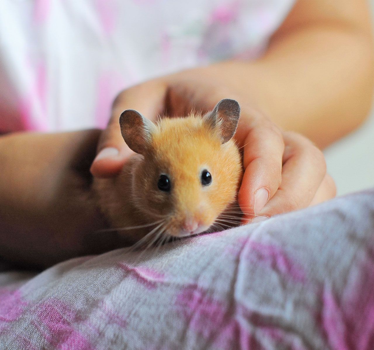 How much does a hamster outlet cage cost at petsmart