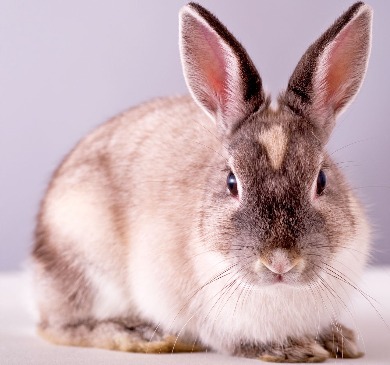 Petsmart store bunny supplies